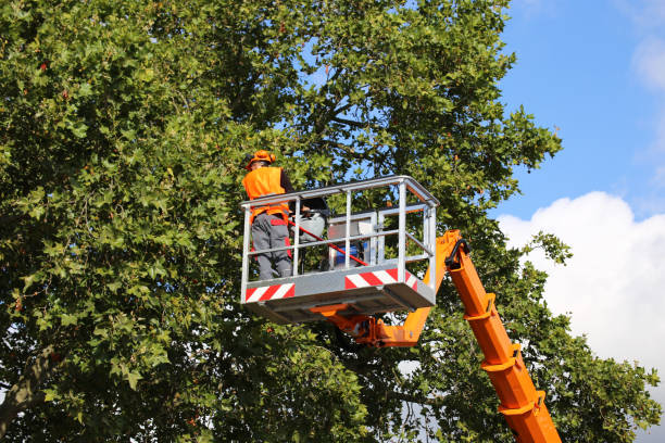 Best Arborist Consultation Services  in Bellmore, NY