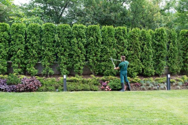 Best Lawn Watering Services  in Bellmore, NY